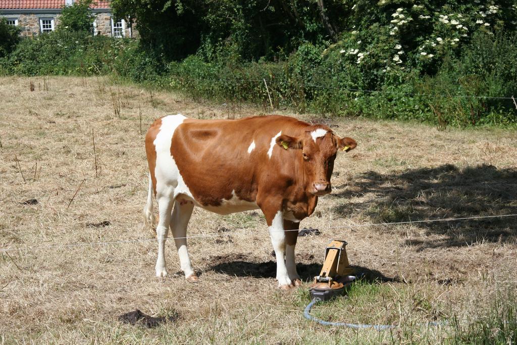 Saint Martin Le Douit Farm Self Catering 빌라 외부 사진